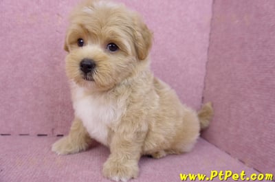 08/06奶油色馬爾泰迪公幼犬1號(桃園中壢)11