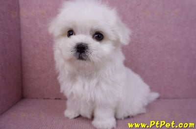 11/20馬爾濟斯公幼犬(彰化二林)10