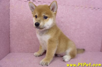 05/20赤色柴犬公幼犬8