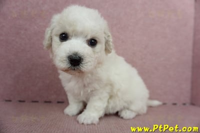 05/22比熊犬母幼犬(高雄仁武)6