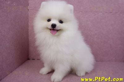 06/15松鼠白博美公幼犬10