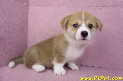 08/05雙色柯基犬母幼犬(台中潭子)5