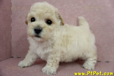 03/12泰迪比熊公幼犬4號(桃園市)9