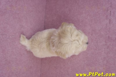 08/02奶油色馬爾泰迪公幼犬(桃園龍潭)16