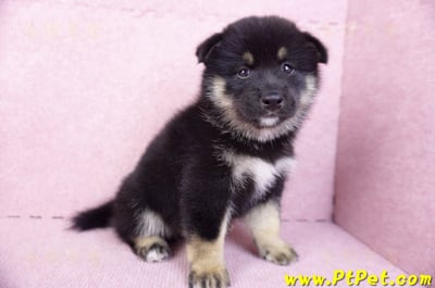 10/15黑色長毛柴犬公幼犬(基隆安樂)8