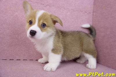 10/10雙色柯基犬母幼犬1號(宜蘭市)12