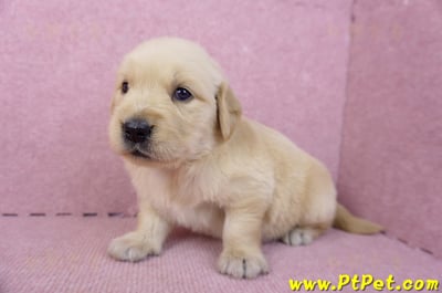 07/18黃金獵犬母幼犬3號(新北新莊)6