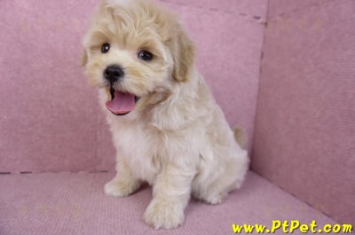 11/23馬爾泰迪公幼犬(高雄)12