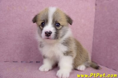 07/01雙色柯基犬母幼犬(雲林斗六)8