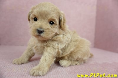 2/23奶油色馬爾泰迪 II 母幼犬(花蓮吉安)5