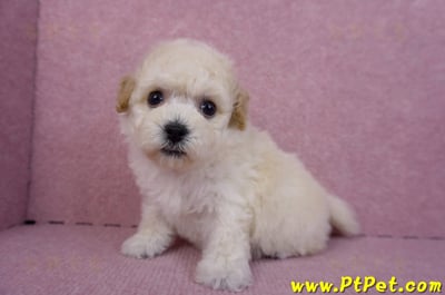 09/23泰迪比熊母幼犬1號(新北樹林)8