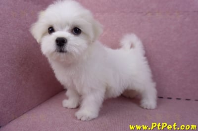 09/21馬爾濟斯母幼犬(花蓮市)8