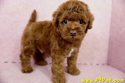 04/15玩具型紅貴賓公幼犬3號(屏東崁頂)5