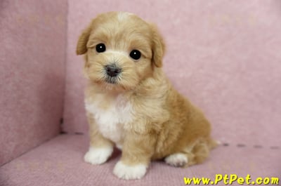 04/23奶油色馬爾泰迪公幼犬1號(新北蘆洲)9