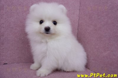 05/22迷你型松鼠白博美公幼犬(高雄美濃)9