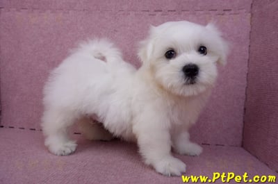 07/26迷你型馬爾濟斯 I 公幼犬(台中東區)4