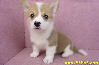 04/16雙色柯基犬母幼犬(桃園市)11