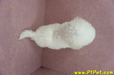 05/22比熊犬公幼犬(屏東潮州)10