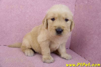 07/18黃金獵犬公幼犬7號(台北中山)5