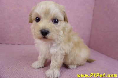 12/10馬爾泰迪公幼犬2號5