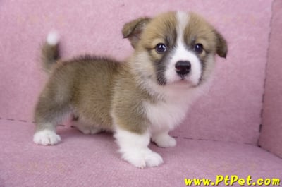 03/14雙色柯基犬母幼犬(新竹市)9