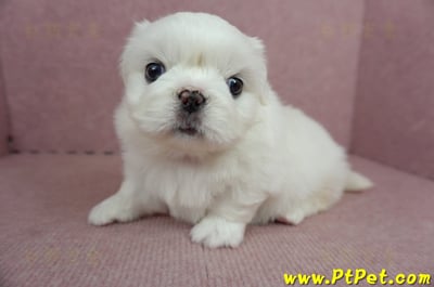 05/27北京狗母幼犬(台北萬華)6