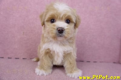 01/30馬爾泰迪公幼犬1號(花蓮市)3