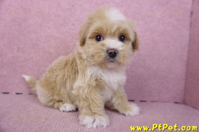 01/30馬爾泰迪公幼犬1號(花蓮市)5