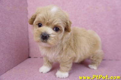 08/06奶油色馬爾泰迪母幼犬1號(桃園新屋)10