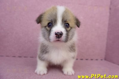 07/01雙色柯基犬母幼犬(雲林斗六)3