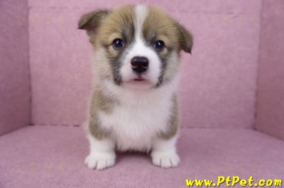 03/14雙色柯基犬母幼犬(新竹市)4