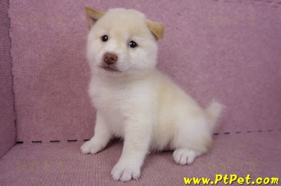 09/21白色柴犬母幼犬(高雄鳳山)8