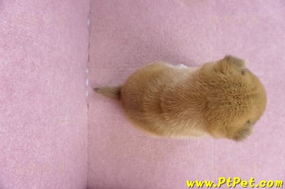 01/16赤色柴犬母幼犬3號7