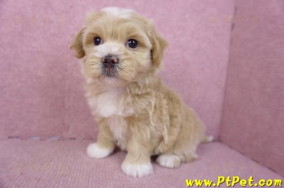 01/30馬爾泰迪公幼犬2號(新竹竹北)8