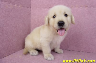 07/18黃金獵犬公幼犬4號(台北)5