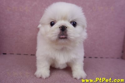 10/31北京狗母幼犬(新北新莊)2