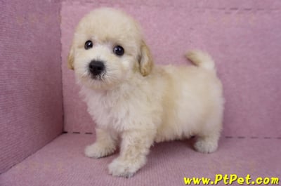 08/14泰迪比熊公幼犬(屏東內埔)11