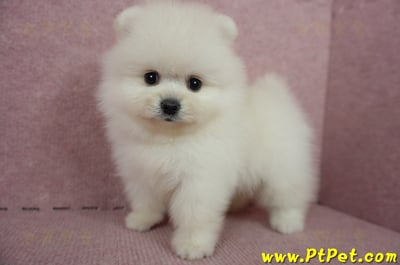 05/22迷你型松鼠白博美公幼犬2號(高雄前鎮)8