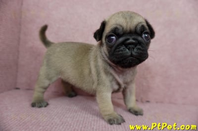 04/02巴哥母幼犬1號(宜蘭)5