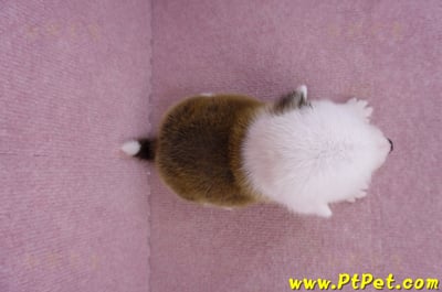 11/02雙色柯基犬公幼犬3號(高雄林園)9