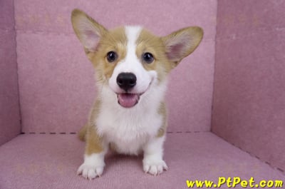 08/03雙色柯基犬公幼犬(台北大安)3