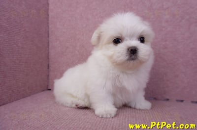 06/26迷你型馬爾濟斯公幼犬1號(台北南港)4