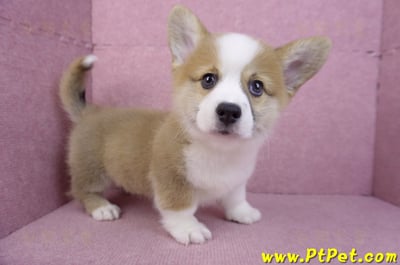 11/05雙色柯基犬公幼犬(台中北屯)4