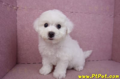 02/14比熊犬母幼犬12