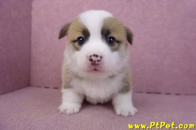 02/11雙色柯基犬公幼犬3