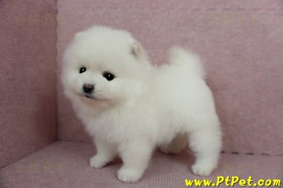 12/27迷你型松鼠白博美母幼犬(高雄三民)11