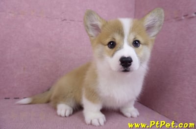 11/30雙色柯基犬母幼犬(屏東萬巒)6