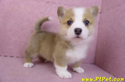 11/30雙色柯基犬公幼犬4號7