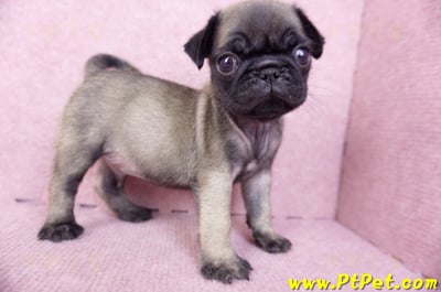 09/08巴哥公幼犬(台南善化)7