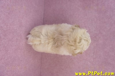 11/23馬爾泰迪母幼犬(高雄仁武)11